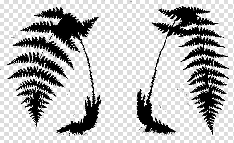 Palm Tree Silhouette, Leaf, Vascular Plant, Eye, Fern, Ferns And Horsetails, Blackandwhite, Eyelash transparent background PNG clipart