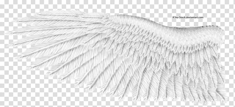 White Eagle Wing, white wing transparent background PNG clipart