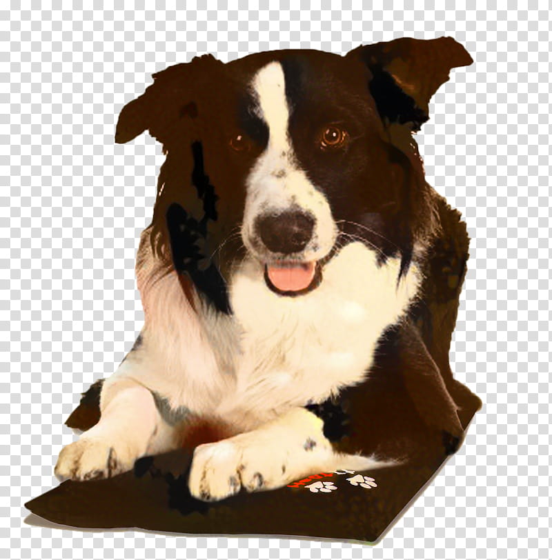 Dog And Cat, Border Collie, Rough Collie, Puppy, Pet, Acana, Disc Dog, Cosequin transparent background PNG clipart