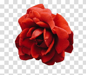 , red rose in bloom transparent background PNG clipart