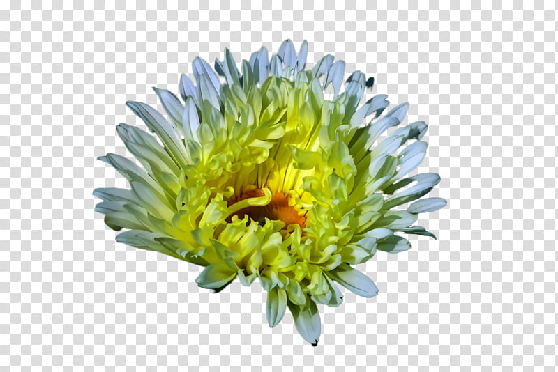 flower china aster plant flowering plant yellow, Petal, Cut Flowers, Daisy Family transparent background PNG clipart
