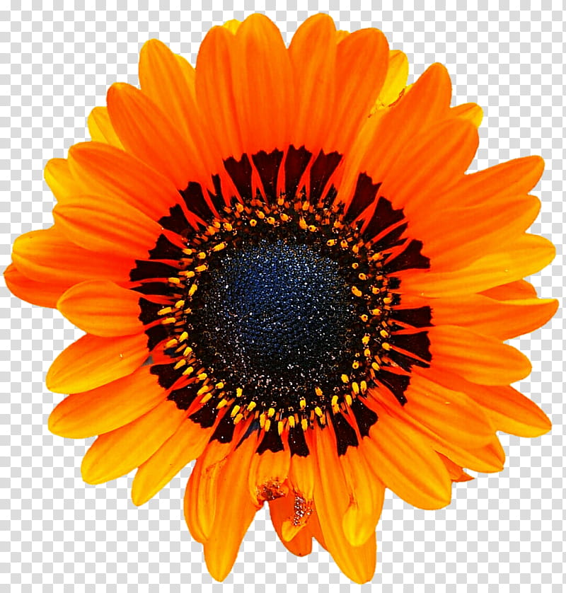 Desert Blanket Daisy transparent background PNG clipart