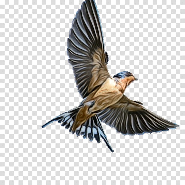 bird beak european swallow cliff swallow wing, Watercolor, Paint, Wet Ink, Perching Bird, Songbird, Brambling transparent background PNG clipart