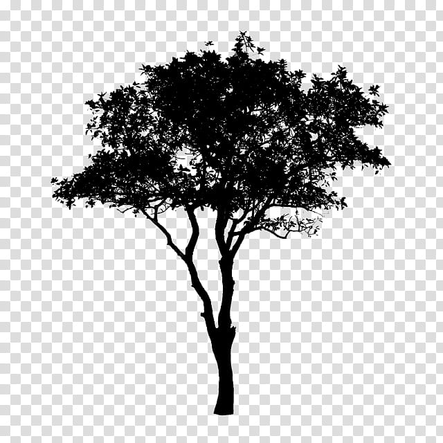 Tree Branch Silhouette, Black White M, Woody Plant, Oak, Blackandwhite transparent background PNG clipart