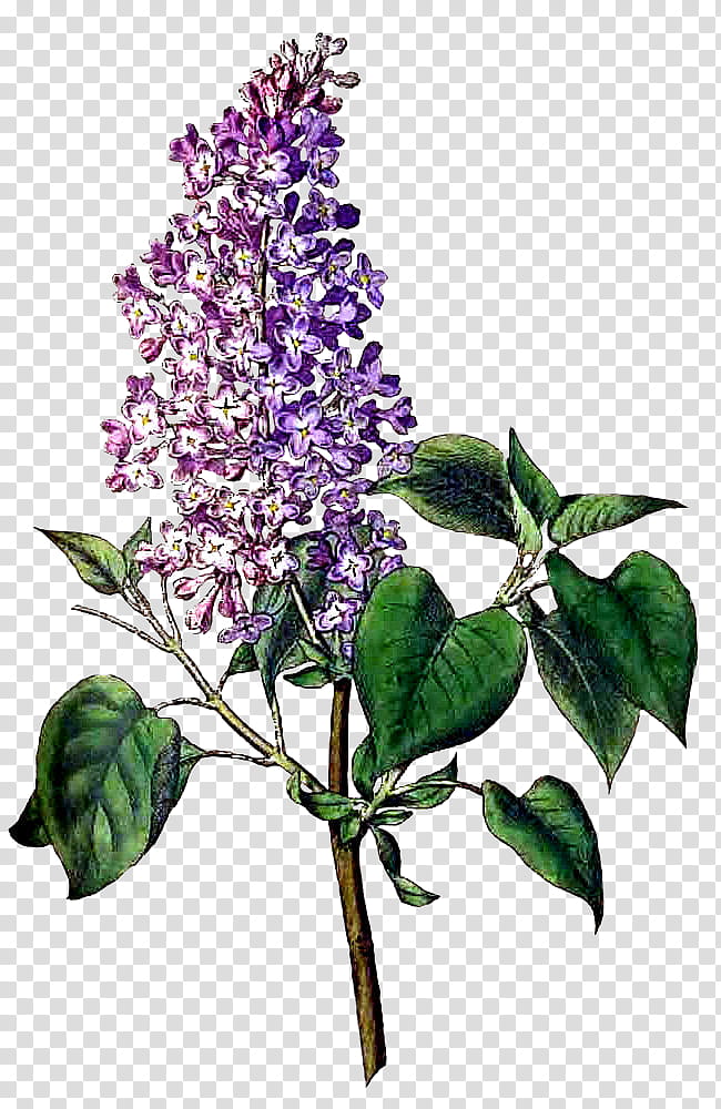 Lilac Flower, Common Lilac, Shrub, Lilac, Purple, Plant, Buddleia transparent background PNG clipart