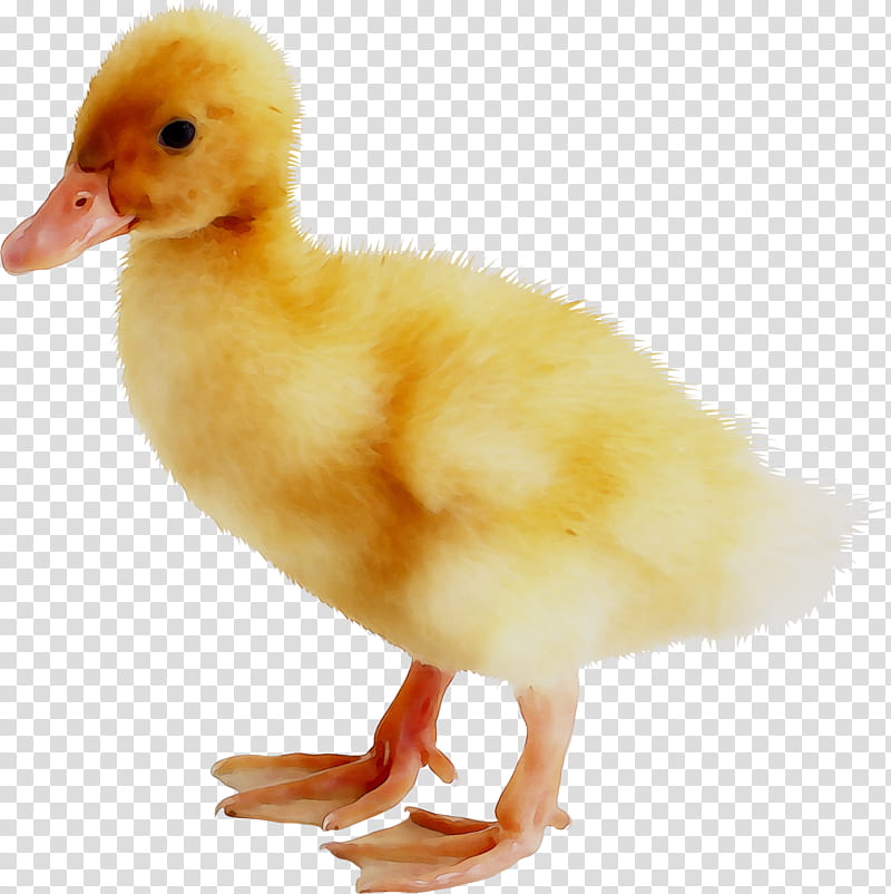 Chicken, Duck, Goose, American Pekin, Bird, Poultry, Water Bird, Poultry Farming transparent background PNG clipart