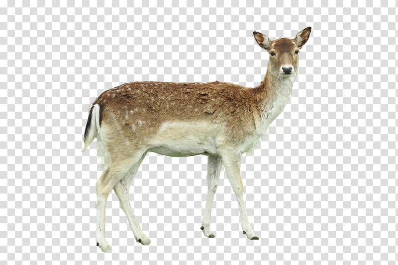 Whitetailed Deer Wildlife, Roe Deer, Antler, Drawing, Moschus, Antelope, White Tailed Deer, Musk Deer transparent background PNG clipart