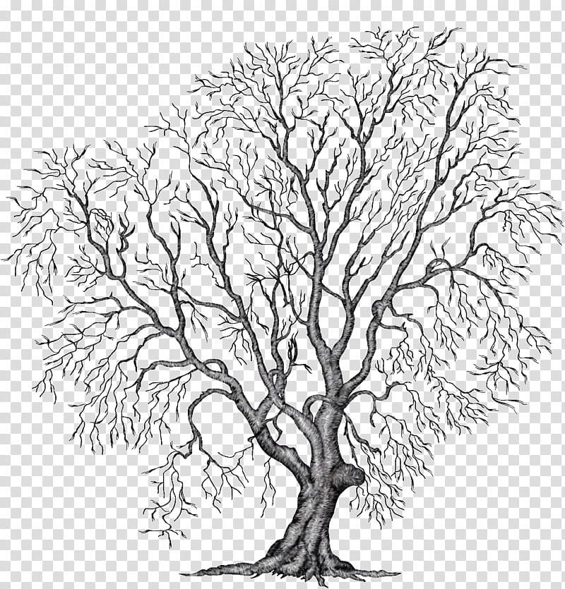 Autumn Winter trees, leafless tree transparent background PNG clipart