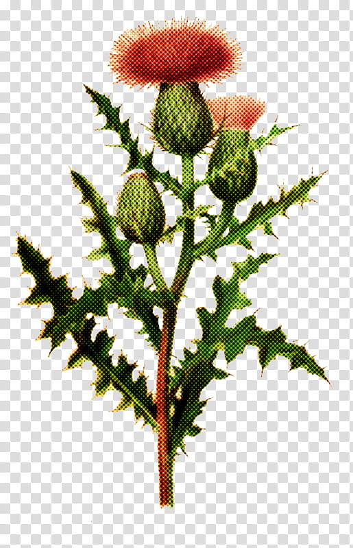 flower plant bud plant stem oriental poppy, Globe Thistle transparent background PNG clipart