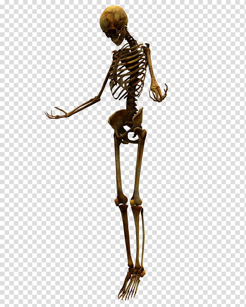 E S Bones I, brown skeleton transparent background PNG clipart