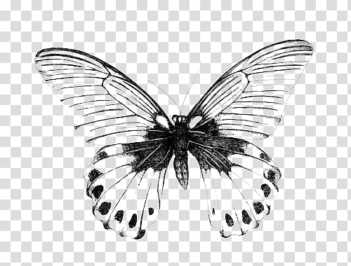 , black and gray butterfly illustration transparent background PNG clipart