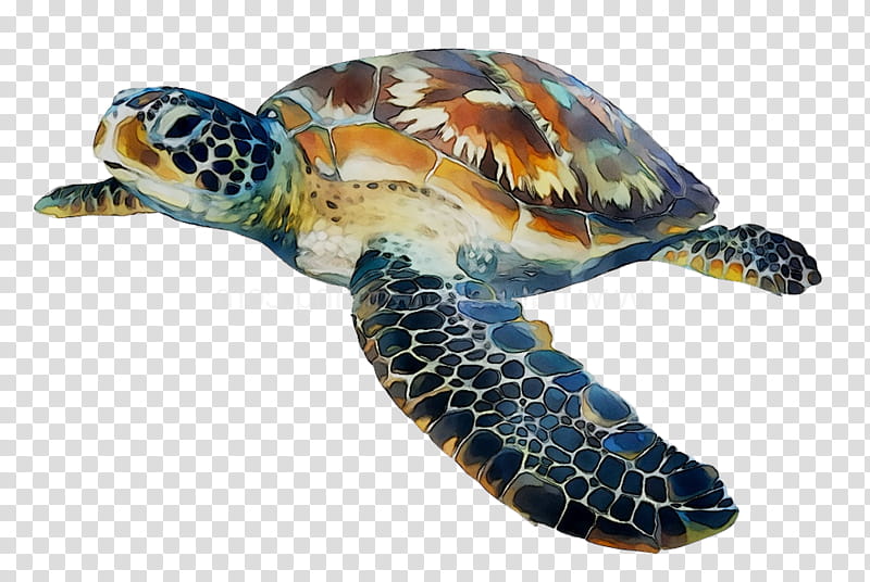 Sea Turtle, Loggerhead Sea Turtle, Box Turtles, Tortoise, Animal, Pond Turtles, Hawksbill Sea Turtle, Olive Ridley Sea Turtle transparent background PNG clipart