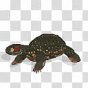 Spore creature Red eared slider , brown turtle illustration transparent background PNG clipart