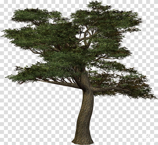 Birch Tree, Branch, Trunk, Wood, Shrub, Treelet, Woody Plant, Bonsai transparent background PNG clipart