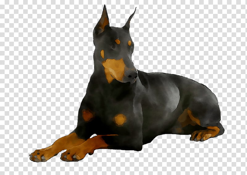 Cartoon Dog, Dobermann, German Pinscher, Manchester Terrier, Miniature Pinscher, Breed, Guard Dog, Working Dog transparent background PNG clipart