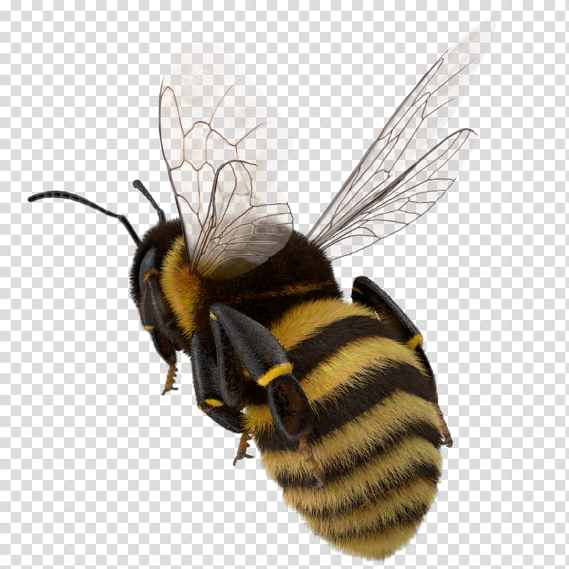 Bee, Bumblebee, Hornet, Western Honey Bee, Insect, Wasp, Characteristics Of Common Wasps And Bees, Hymenopterans transparent background PNG clipart