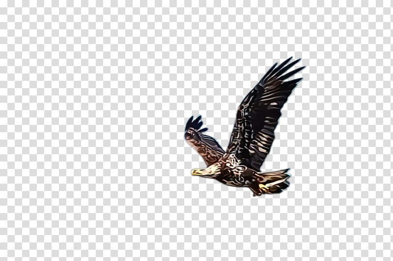 bird bird of prey eagle accipitridae golden eagle, Watercolor, Paint, Wet Ink, Bald Eagle, Kite, Hawk, Beak transparent background PNG clipart