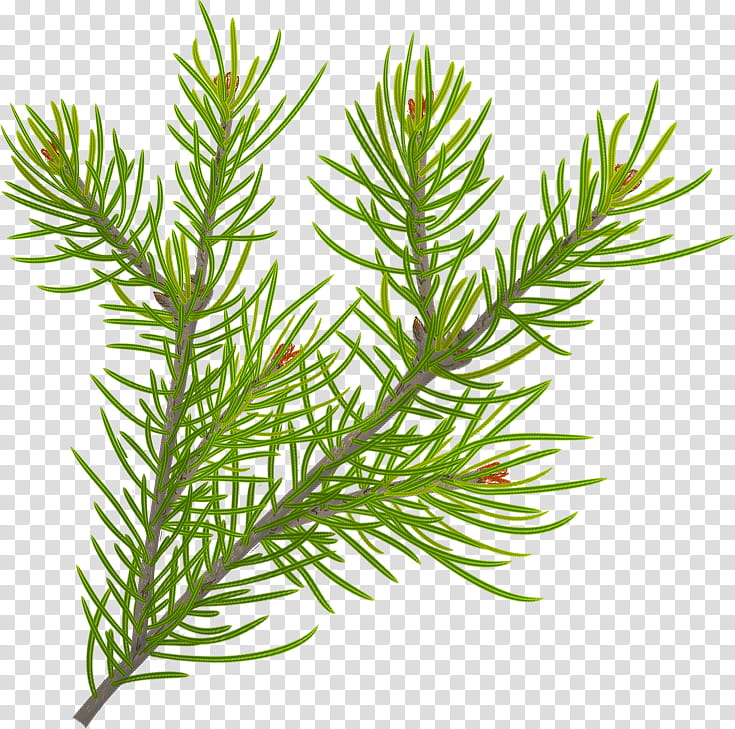 Christmas pine fir, green tree leaves transparent background PNG clipart