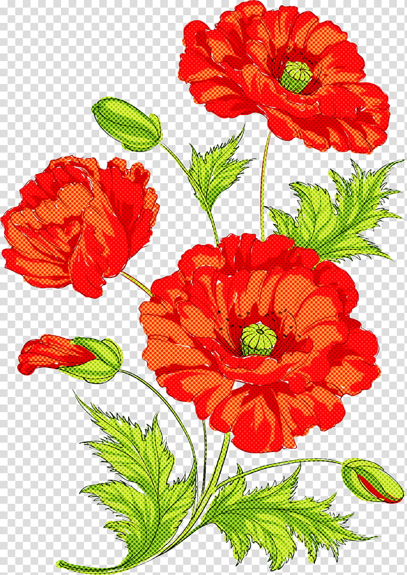 flower red plant petal cut flowers, Oriental Poppy, Coquelicot, Corn Poppy, Plant Stem transparent background PNG clipart