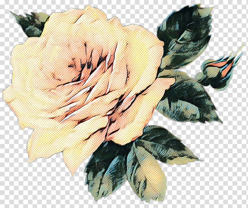 Watercolor Flower, Garden Roses, Yosemite, Album, Music, Cabbage Rose, Rae Sremmurd, Astroworld transparent background PNG clipart