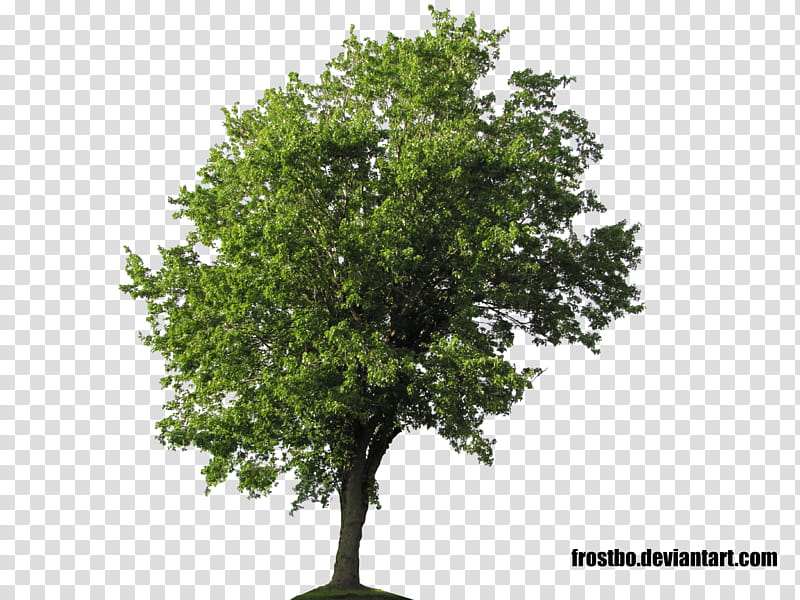 Tree  , green tree transparent background PNG clipart