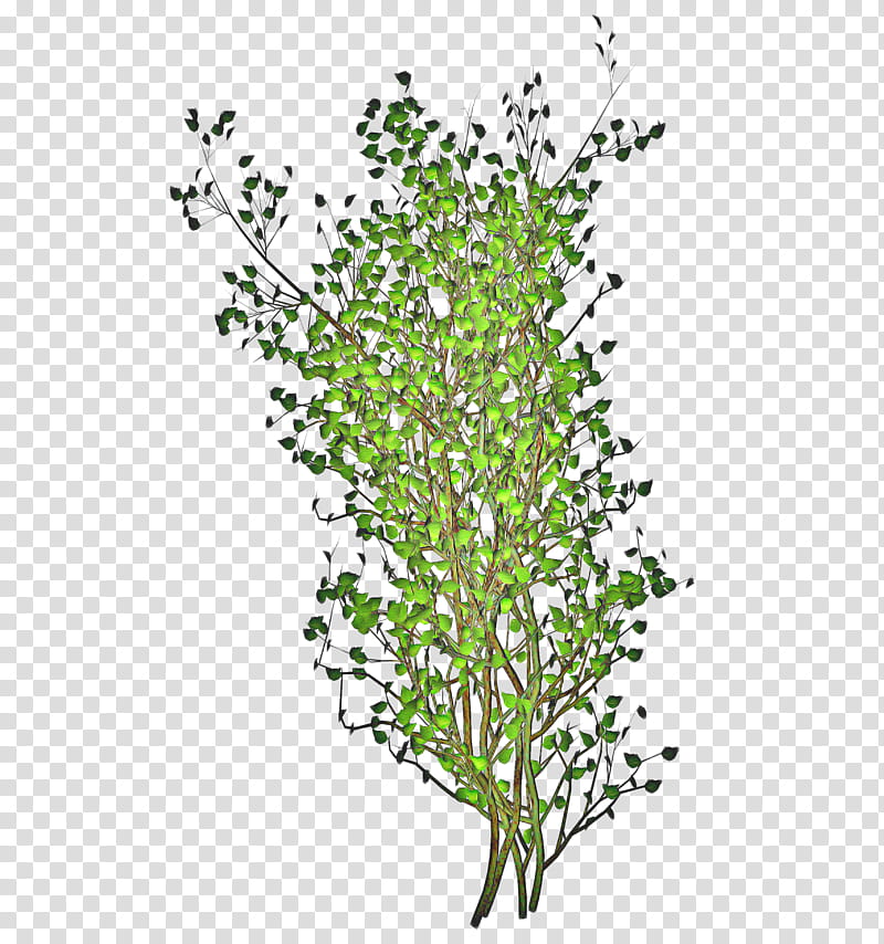 Architecture Tree, Branch, Twig, Leaf, Shrub, Plant Stem, Wind Chimes, Plants transparent background PNG clipart