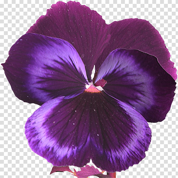 Drawing Of Family, Pansy, Flower, Viola Cornuta, Purple, Garden, Flower Garden, Violet transparent background PNG clipart