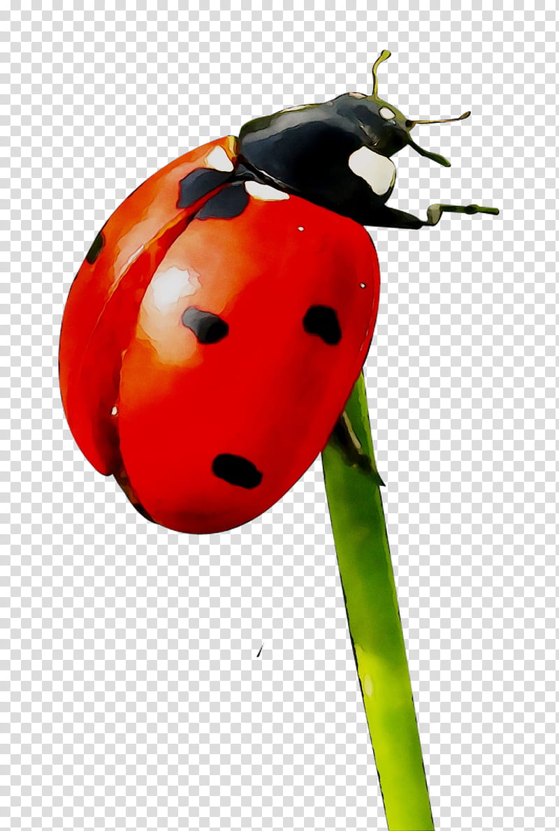 Cartoon Nature, Painting, Ladybird Beetle, Museum Label, Insect, Poster, Arte, Inch transparent background PNG clipart