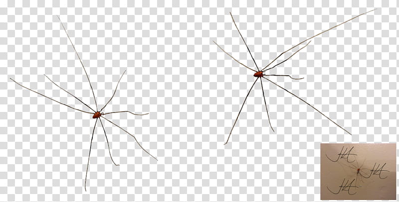 Daddy Long Leg transparent background PNG clipart