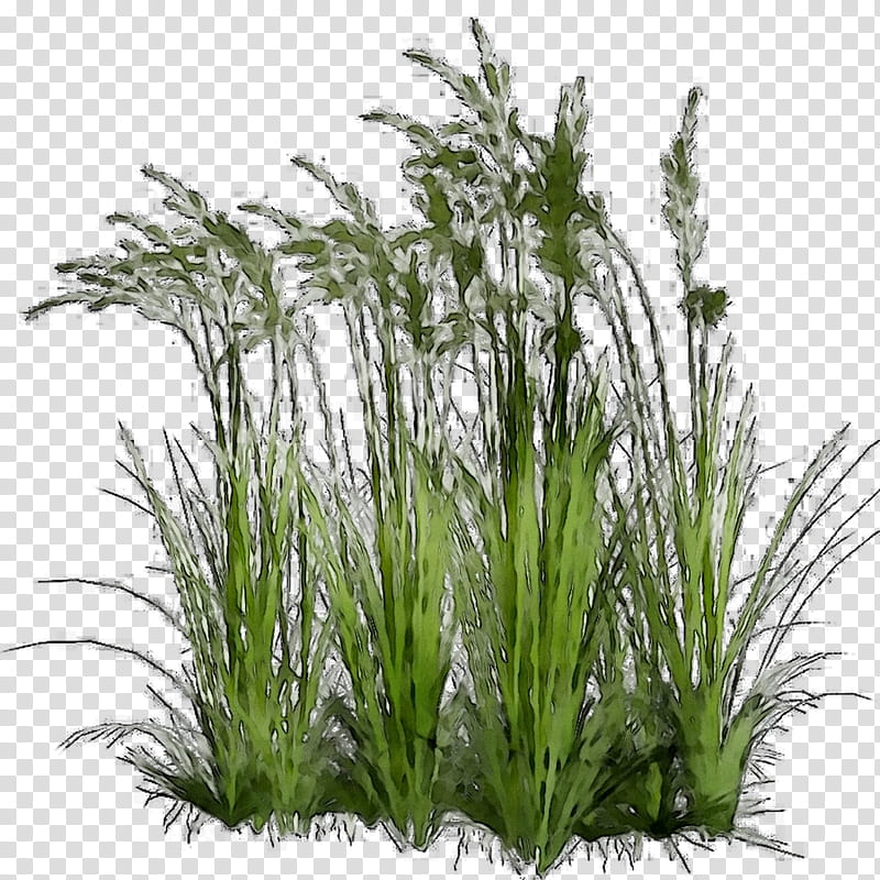 Family Tree, Sweet Grass, Plants, Ornamental Grass, Sedges, Fountain Grass, Chrysopogon, Ornamental Plant transparent background PNG clipart