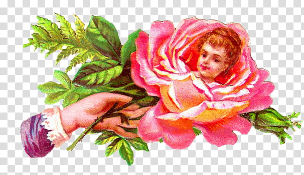 Hands and Flowers s, hand holding pink rose illustration transparent background PNG clipart