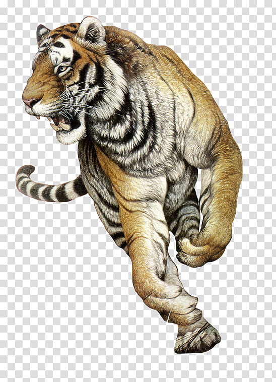 tiger s, tiger illustration transparent background PNG clipart