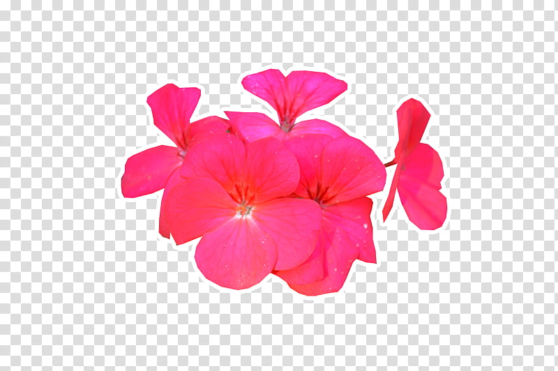 Flower, pink geranium flowers art transparent background PNG clipart