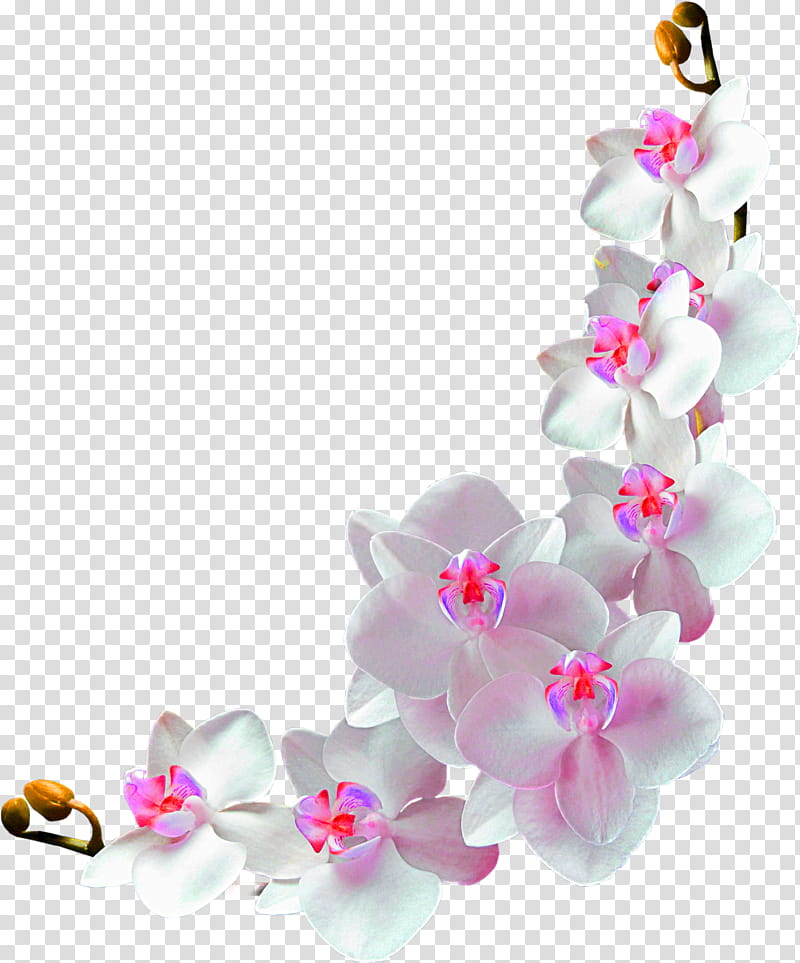 Cherry Blossom, Flower, Moth Orchids, Dendrobium, Cut Flowers, Plants, Bamboo Orchid, Sticker transparent background PNG clipart