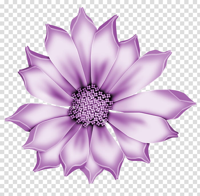 Lavender, Petal, Violet, Purple, Flower, African Daisy, Pink, Lilac transparent background PNG clipart