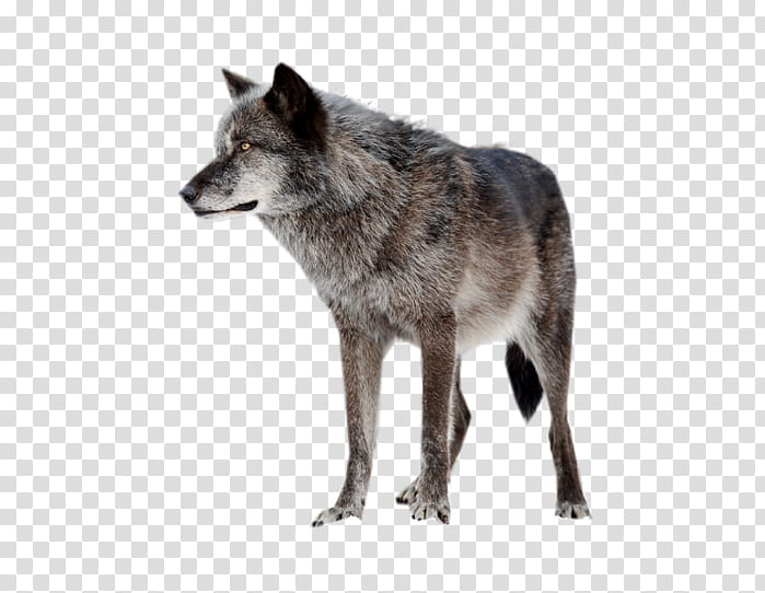 Fox Drawing, Dog, Coyote, RED Fox, Jackal, Wolf, Wildlife, Canis Lupus Tundrarum transparent background PNG clipart