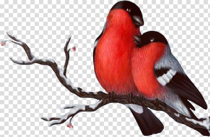 Cardinal Bird, Lark, Eurasian Bullfinch, Passerine, Eurasian Skylark, Drawing, Beak, Lorikeet transparent background PNG clipart