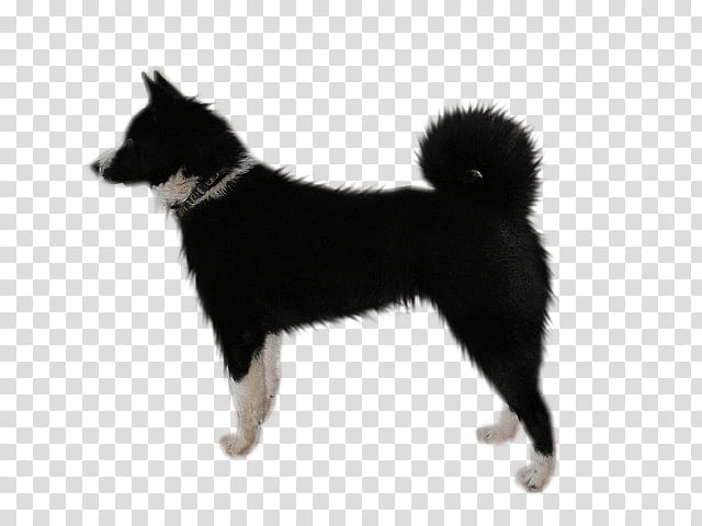 Dog, adult black and white Karelian bear dog transparent background PNG clipart