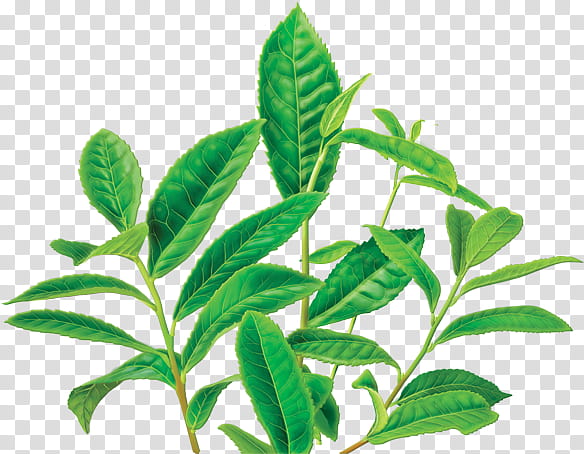 Green Tea Leaf, Decaffeination, Tea Bag, Wuyi Tea, Alvita, Wuyi Mountains, Tea Plant, Herbal Tea transparent background PNG clipart