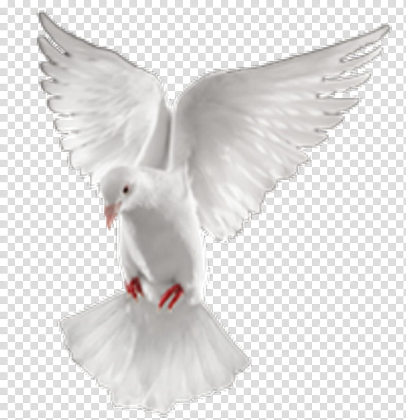 Peace And Love, Pigeons And Doves, Blog, Page Layout, White, Wing, Rock Dove, Bird transparent background PNG clipart