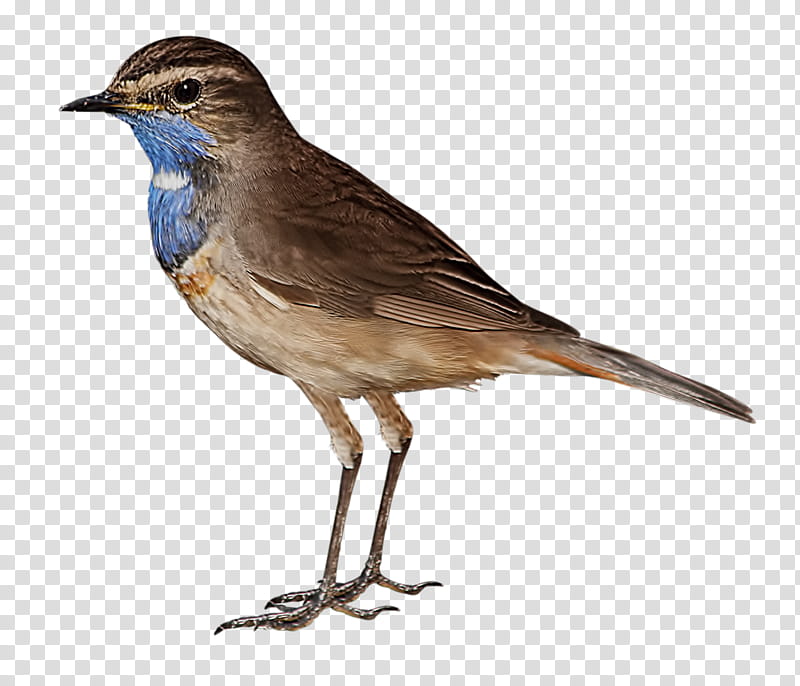 Tree Watercolor, Bird, Eurasian Magpie, Eurasian Tree Sparrow, Parrot, Animal, Watercolor Painting, Beak transparent background PNG clipart
