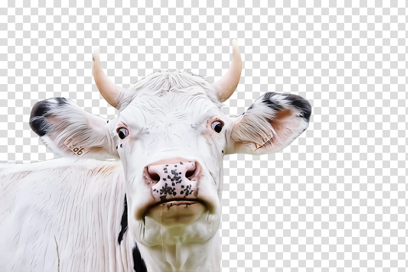 white horn bovine nose head, Snout, Dairy Cow, Ear, Closeup, Live transparent background PNG clipart