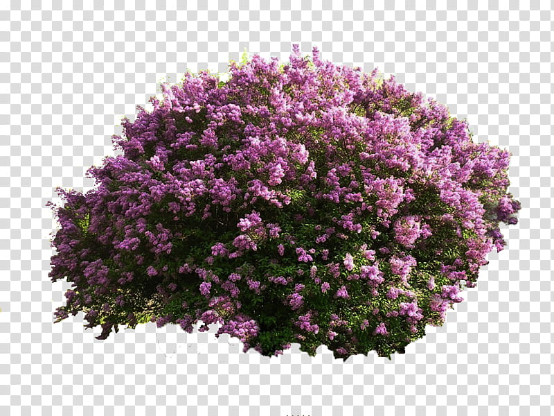 flowering shrubs png