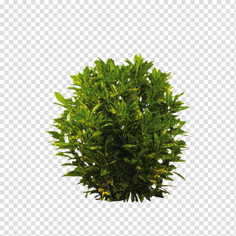 English Yew Water Surface Shrub Plants, Garden Croton, June 7, Braid, Taxus, Green, Grass, Tree transparent background PNG clipart