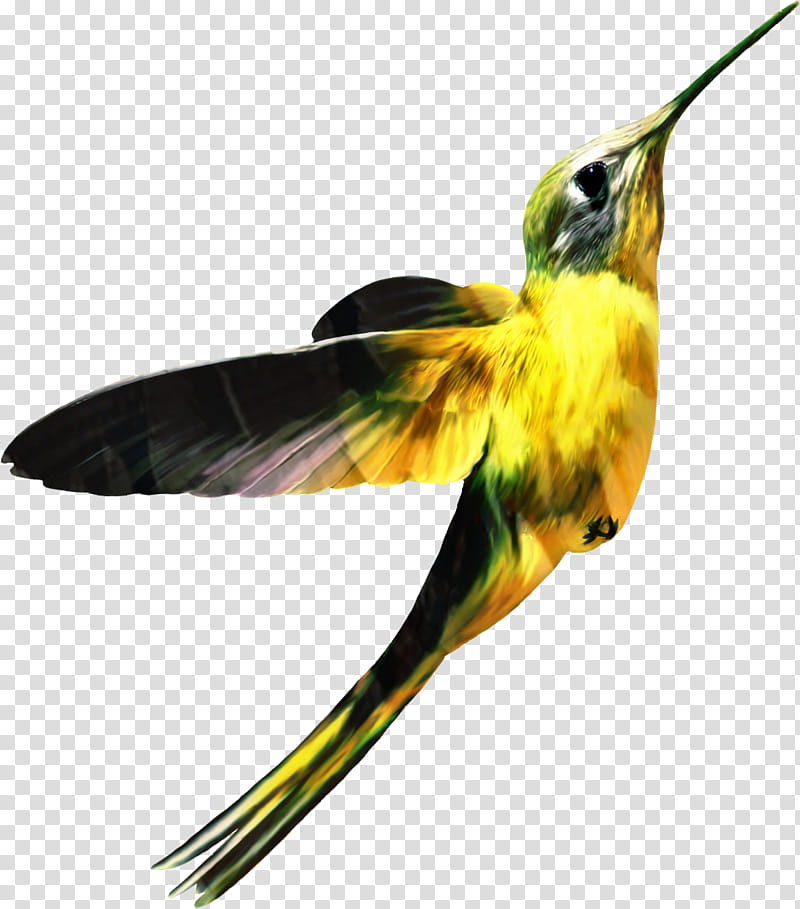 Painting, Hummingbird, Beak, Yellow, Rufous Hummingbird, Yellow Breasted Chat, Wing, Coraciiformes transparent background PNG clipart