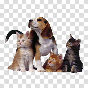 cute animals II, beagle and three cats looking up transparent background PNG clipart