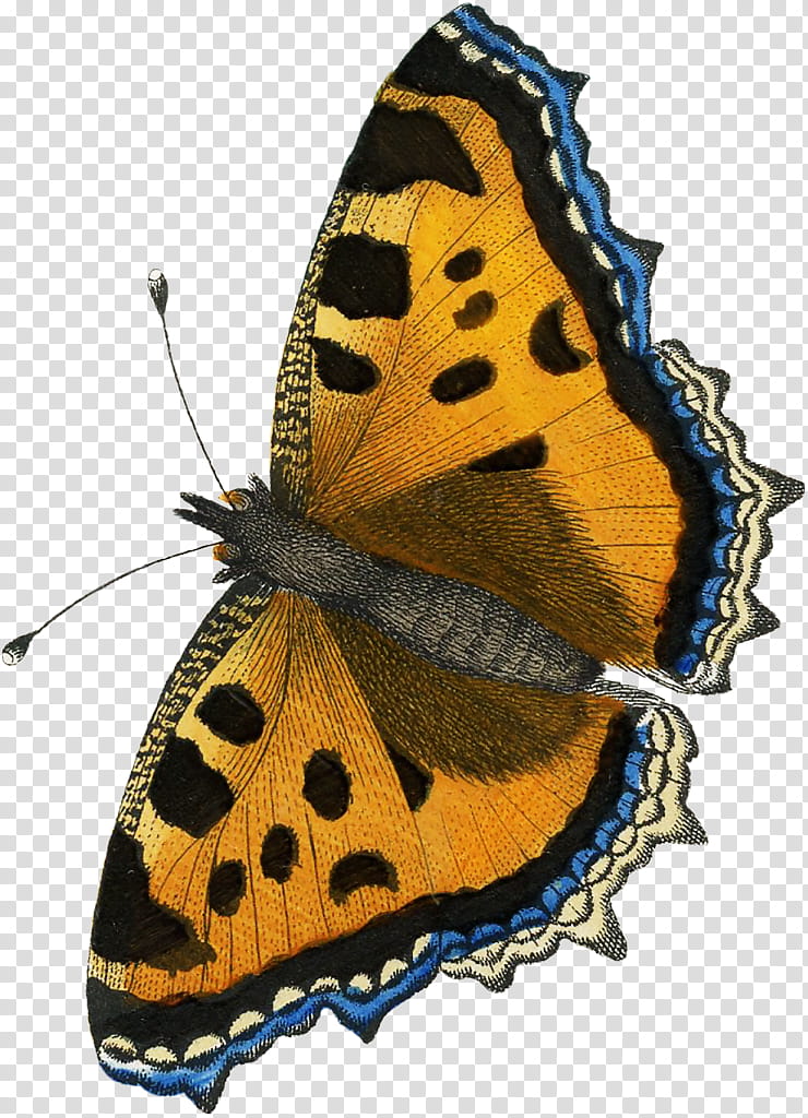 Monarch Butterfly, Gossamerwinged Butterflies, Brushfooted Butterflies, Moth, Printing, Lepidoptera, Moths And Butterflies, Cynthia Subgenus transparent background PNG clipart