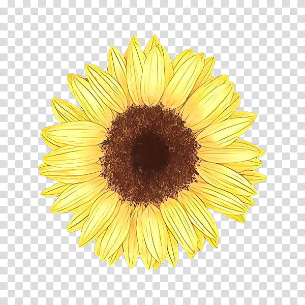 Sunflower, Cartoon, Yellow, Gerbera, Plant, Petal, Flowering Plant, Asterales transparent background PNG clipart