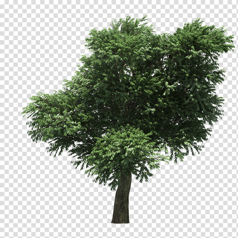 Woody, 3D Computer Graphics, Tree, Pacific Madrone, 3D Modeling, 3D Rendering, CGTrader, Madrones transparent background PNG clipart
