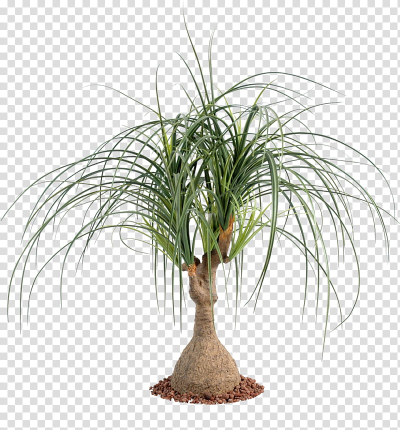 Palm Tree, Ponytail Palm, Houseplant, Palm Trees, Plants, Succulent Plant, Zamioculcas Zamiifolia, Rhapis Excelsa transparent background PNG clipart